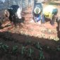 Community Garden