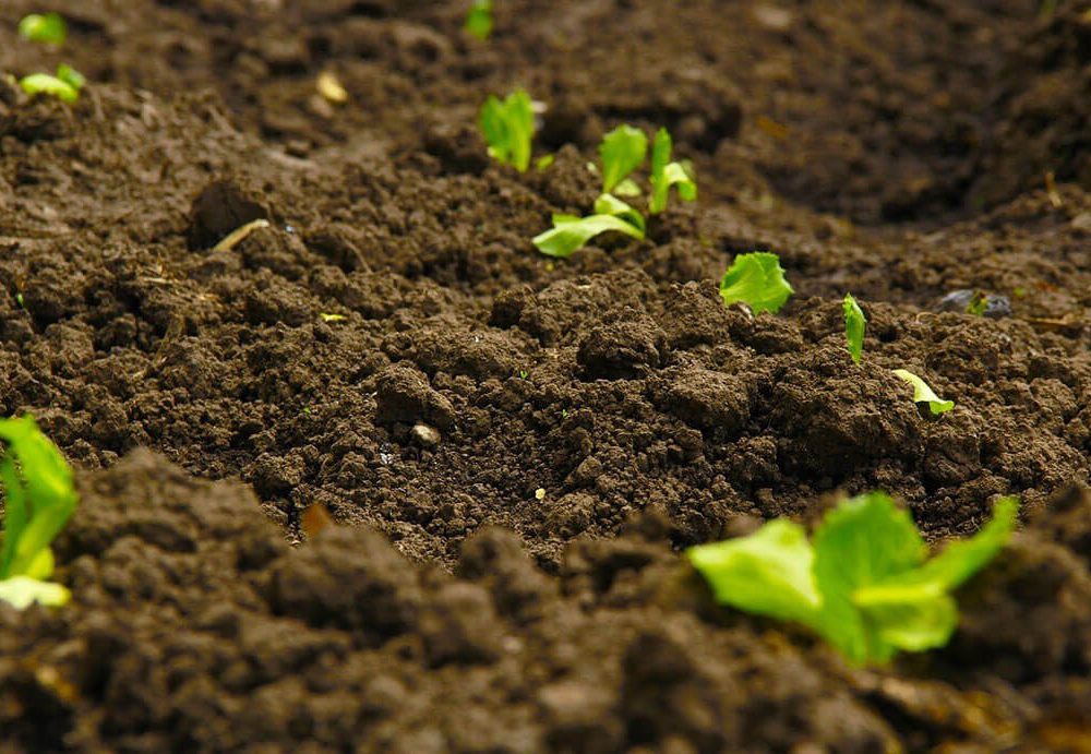 Community Garden Notices: